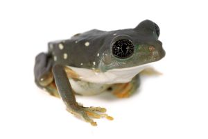 Agalychnis (Pachymedusa) dacnicolor, mâle adulte